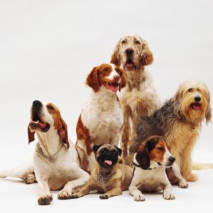 DEVOR MASCOTAS