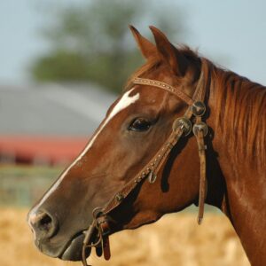PARASIT NEBRIX EQUUS