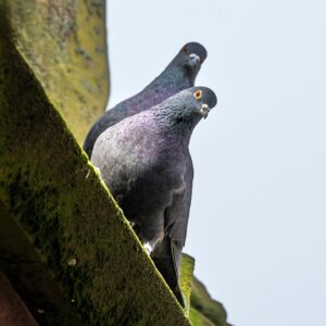 NEBRIX AVES